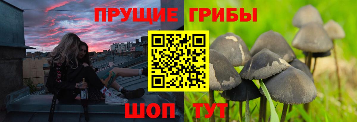 как найти наркотики  Вход с VPN  Чернушка  Псилоцибиновые грибы мицелий 